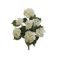 Cream Hydrangea Bush