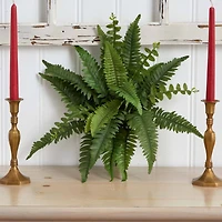 Boston Fern, 6ct.