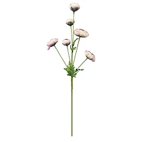 32" Ranunculus Stem with Leaves by Ashland