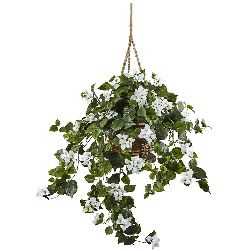 28" Bougainvillea in Hanging Basket