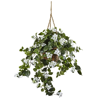 28" Bougainvillea in Hanging Basket
