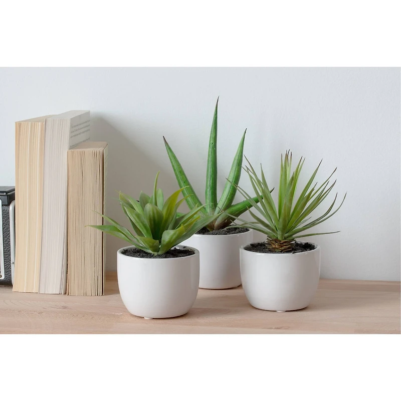 Potted Agave Plant Collection 3ct.