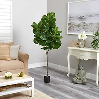 6ft. Potted Fiddle Leaf Fig Tree