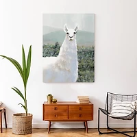 White Llama in Pasture 30" x 40" Canvas Wall Art