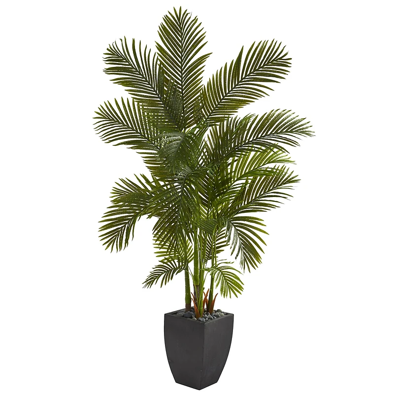 5.5ft. Areca Palm Tree in Black Planter