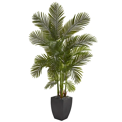 5.5ft. Areca Palm Tree in Black Planter
