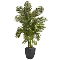 5.5ft. Areca Palm Tree in Black Planter