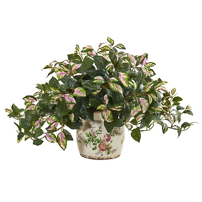 18" Hoya Tricolor in Floral Planter