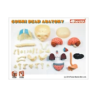 4D Master® Funny Anatomy Gummi Bear Model