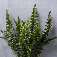 Pack: Boston Fern Bush by Ashland