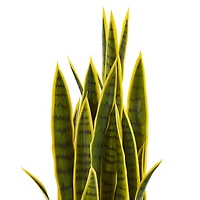 3ft. Potted Snake Plant