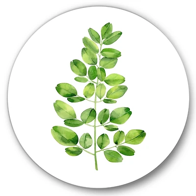 Designart - Moringa Branch Tropical Tree Foliage