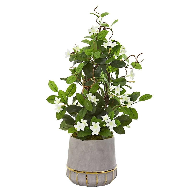 2ft. Madagascar Jasmine Plant in Stoneware Planter