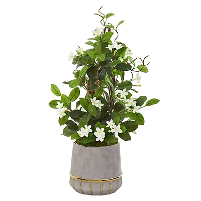 2ft. Madagascar Jasmine Plant in Stoneware Planter