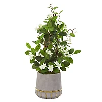 2ft. Madagascar Jasmine Plant in Stoneware Planter