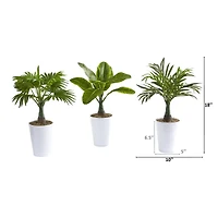 18" Assorted Mini Palm and Banana Plant in White Planter Set