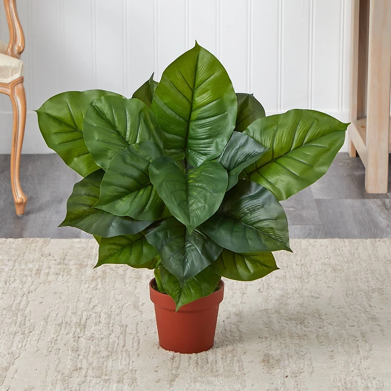 2.25ft. Potted Large Leaf Philodendron Plant