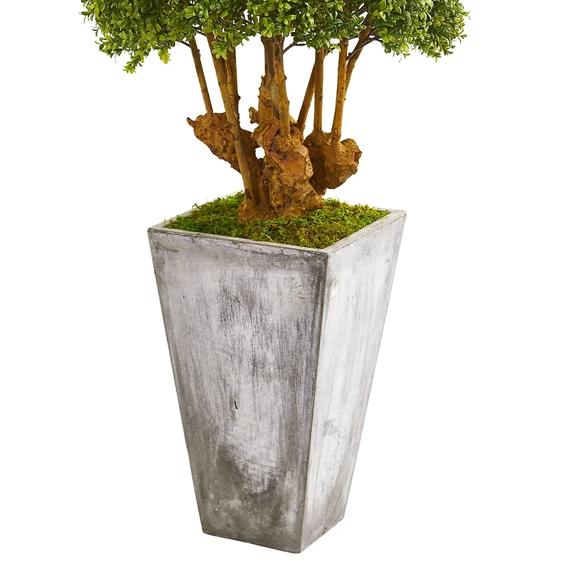4ft. Boxwood Topiary Tree in Cement Planter