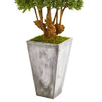 4ft. Boxwood Topiary Tree in Cement Planter