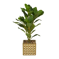 15" Glam Style Evergreen Artificial Foliage in Gold Porcelain Pot