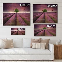 Designart - Stunning Lavender Field Summer Sunset With Tree