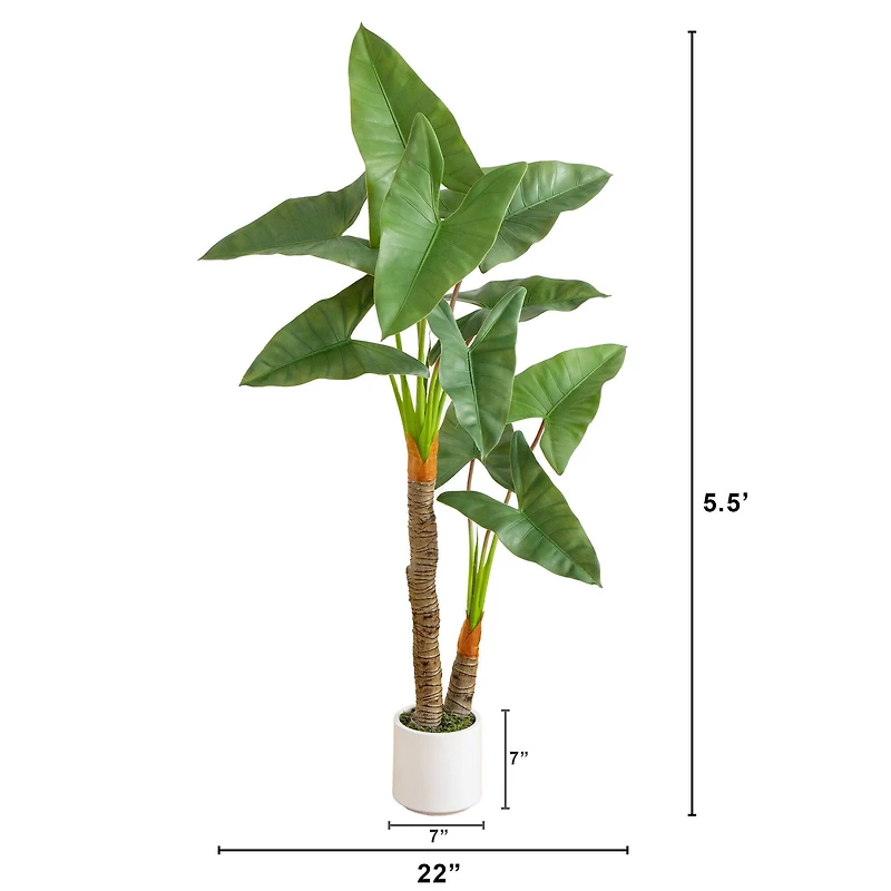 5.5ft. Arrowhead Philodendron in White Decorative Planter