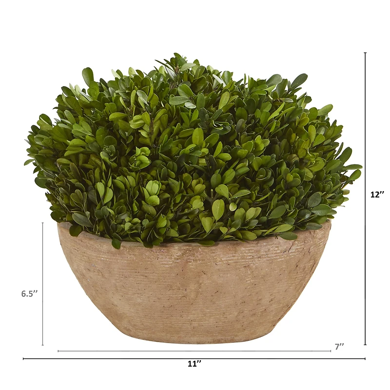 12" Boxwood Preserved Plant in Oval Planter