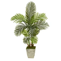 4.5ft. Areca Palm Tree in Country White Planter