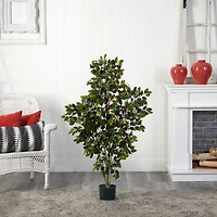 4ft. Potted Ficus Tree