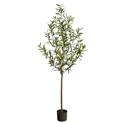 6ft. Potted Olive Tree