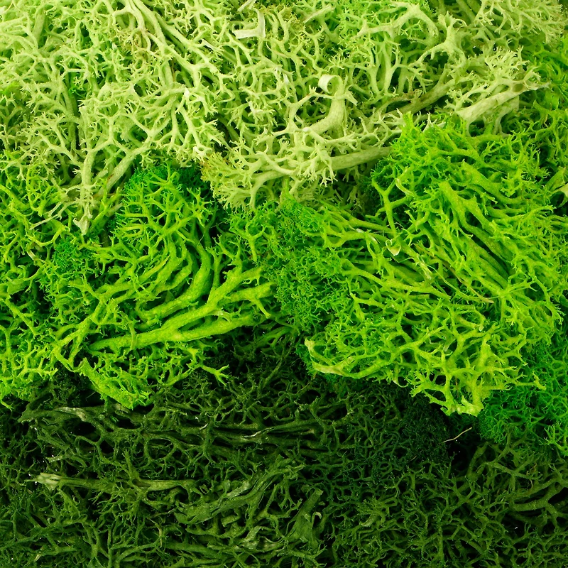 1.75oz. Green Moss Mix by Ashland®