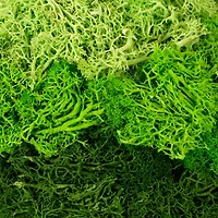 1.75oz. Green Moss Mix by Ashland®