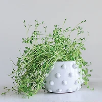 Hello Honey® 5.5" White Bubbled Design Terra Cotta Planter