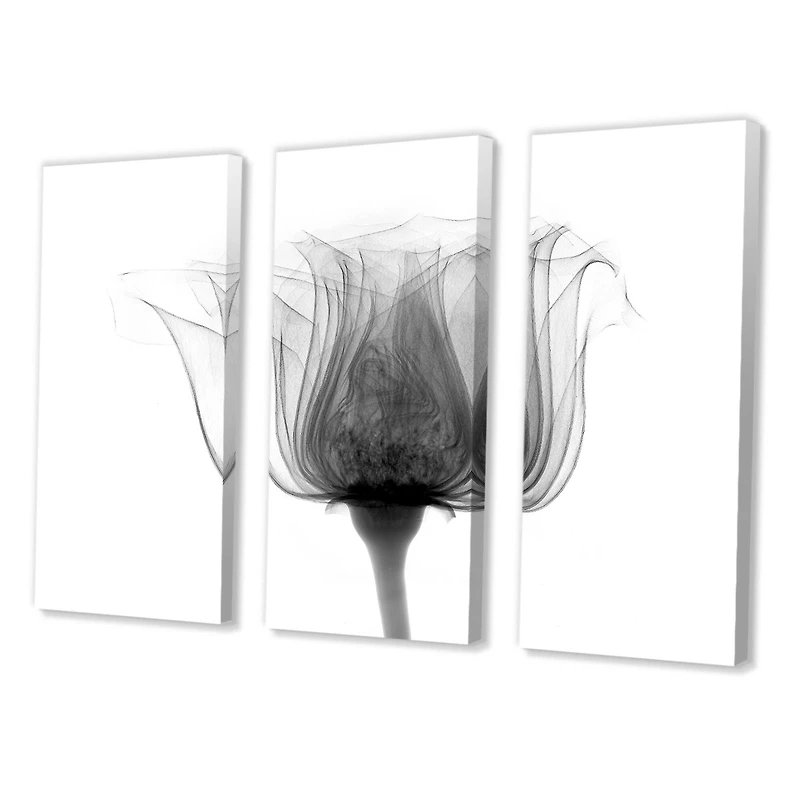 Designart - Rose ,Noma X-Ray