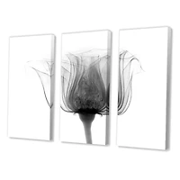 Designart - Rose ,Noma X-Ray