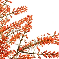 19" Berry Bush by Ashland