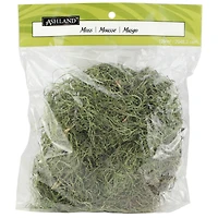 24 Pack: Basil Green Spanish Moss by Ashland®