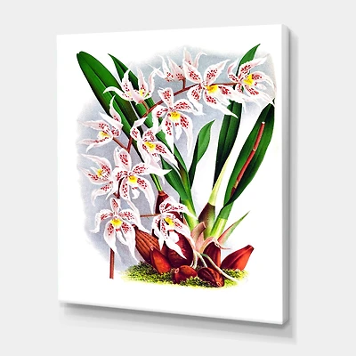 Designart - Vintage White Orchid Flower II