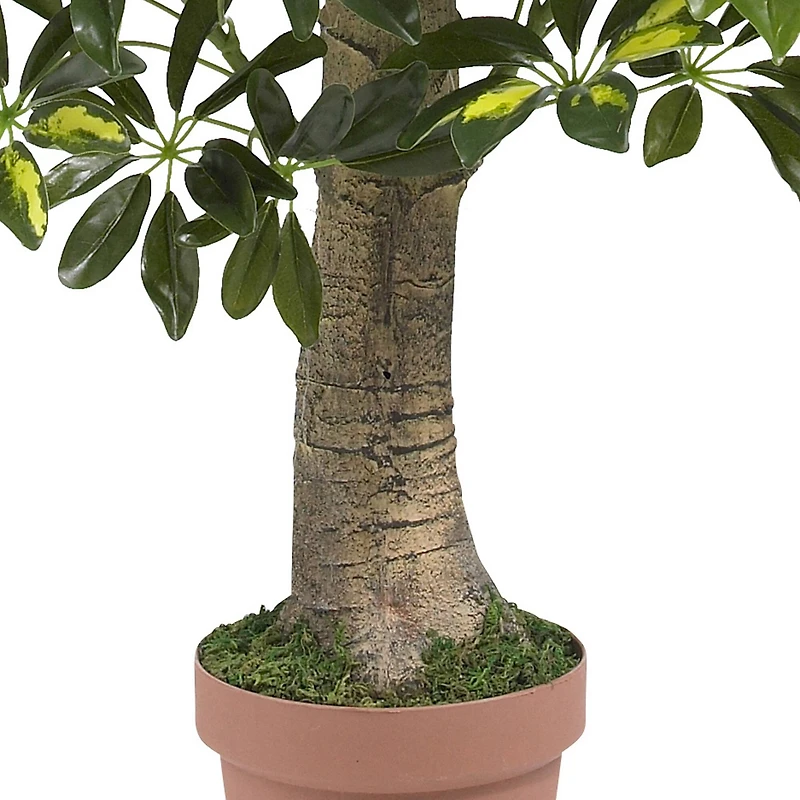 4ft. Potted Schefflera Tree
