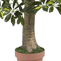 4ft. Potted Schefflera Tree