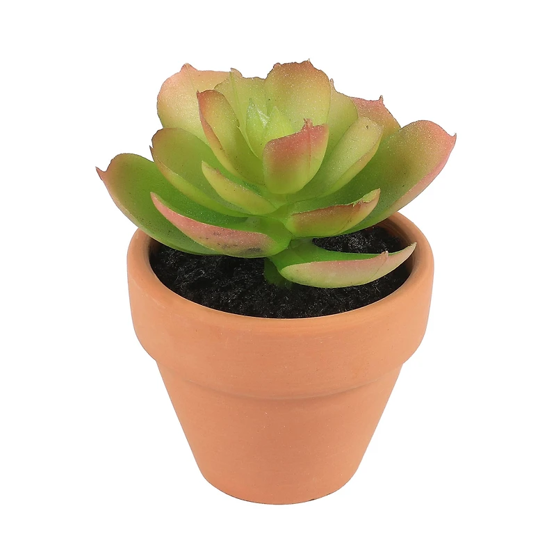 Mini Premade Succulents in Terra Cotta Pots
