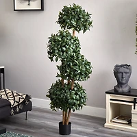 5.5ft. Potted Sweet Bay Quad Ball Topiary Tree