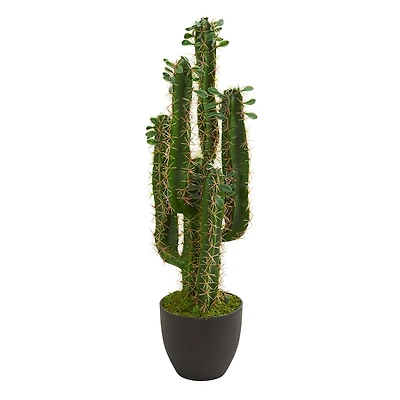 2.5’ Potted Cactus Plant 