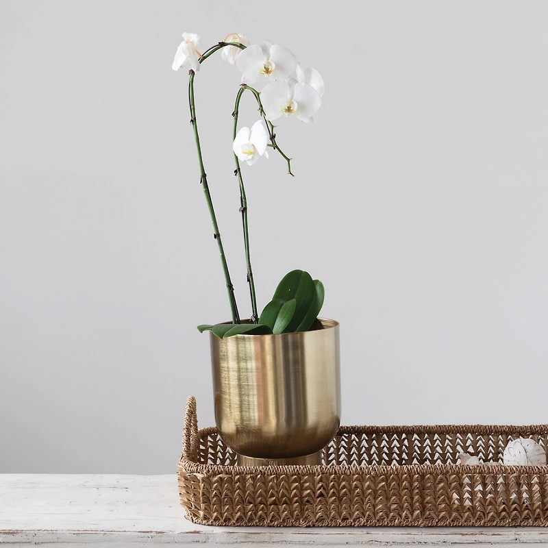 2.5ft. Natural Hand-Woven Buri Palm Tray with Handles