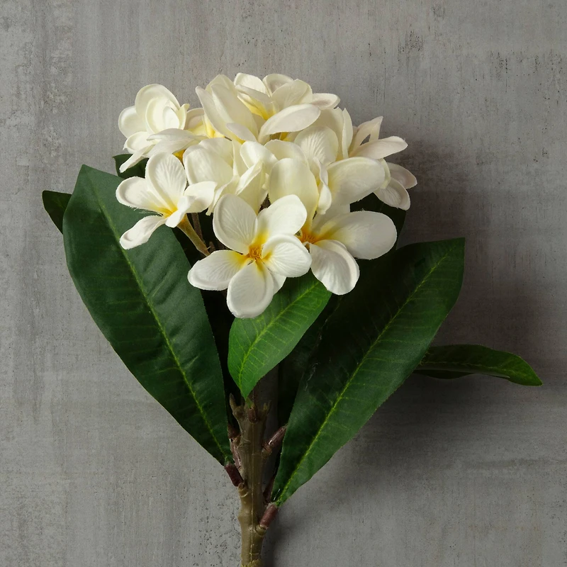 12 Pack: White Frangipani Stem by Ashland®