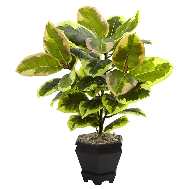 22in. Variegated Rubber Leaf Plant in Wood Planter