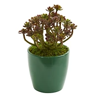 8" Sedum in Green Planter, 2ct.