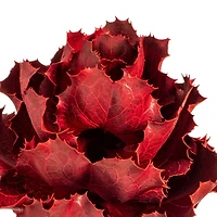 Dried Red Queen Flower Stem