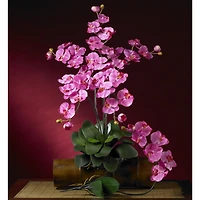 Dark Pink Moth Orchid Stem, 6ct.