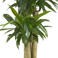 5ft. Corn Stalk Dracaena Silk Plant 
